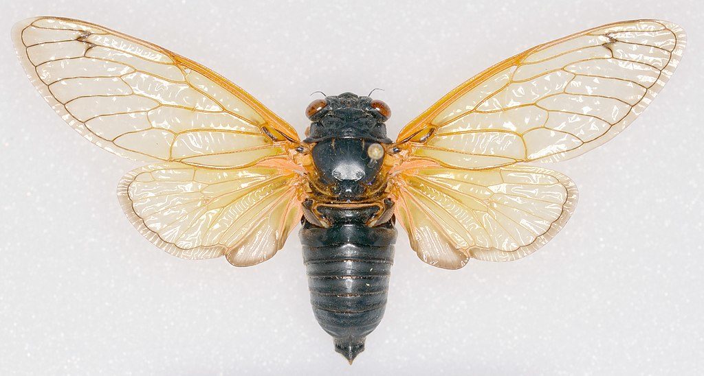 Magicicada tredecassini cicada