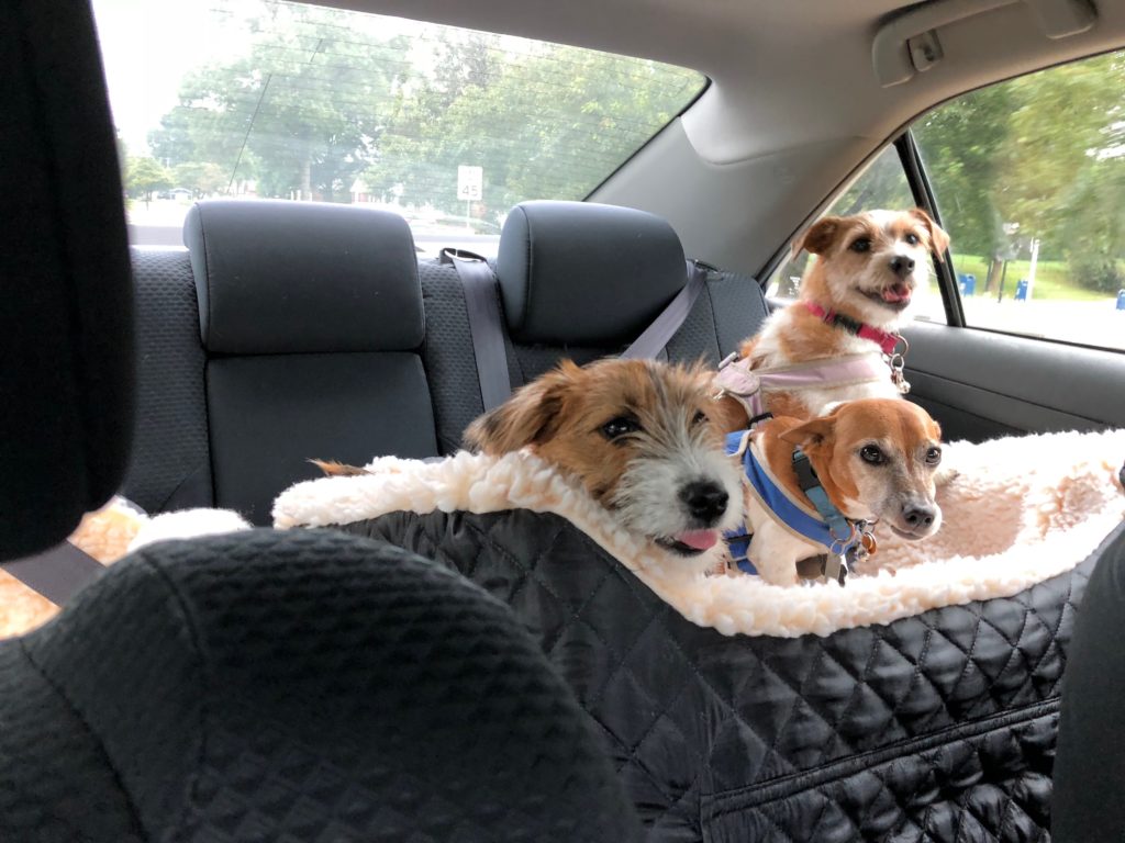 Three jack russel terriers riding in a doggie car seat in the back of my Mini