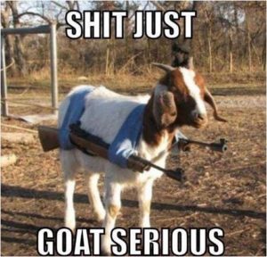 A picture of a goat with two rifles in a harness slung over its back making it look like an odd kind of double-barreled goat machine gun. The caption reads just just goat serious.