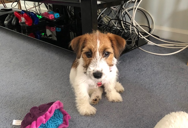 A small tan and white jack russel puppy sitting on the carpet looking at the camera.