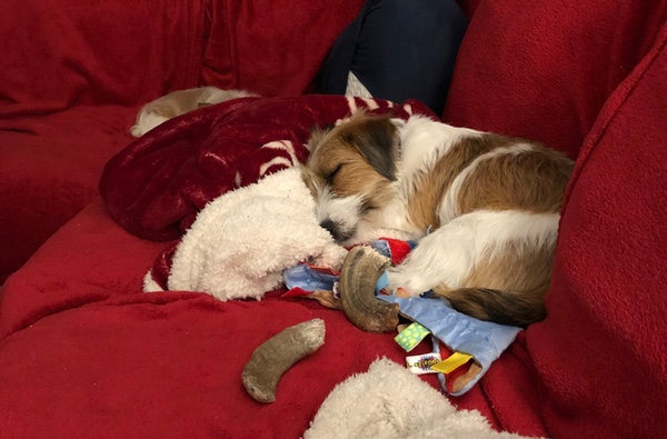 Six-month-old jack russell curled up on the couch on top of a pile of blankets, sleeping.